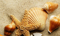 Shells And Starfish Presentation Template