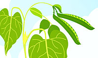 Peas Plant Growth Illustration Presentation Template
