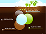 Peas Plant Growth Illustration slide 10