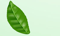 Green Tea Leaves Presentation Template
