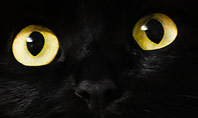 Black Cat Snout Presentation Template