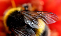 Bumblebee on Flower Presentation Template