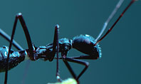 Black Ant Presentation Template