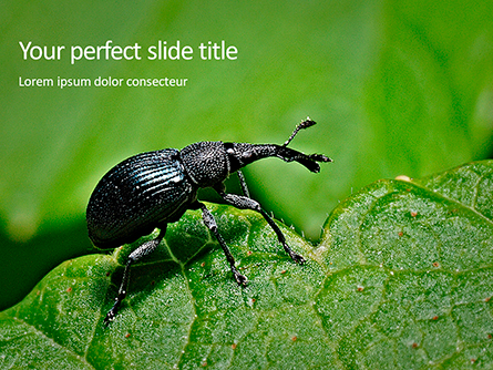 Snout Beetle Presentation Template, Master Slide