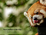 Red Panda Climbing on Tree Presentation slide 1