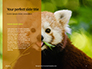 Red Panda Climbing on Tree Presentation slide 9