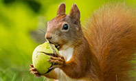 A Squirrel Gnaws a Nut Presentation Presentation Template