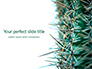 Cactus Thorns Closeup Presentation slide 1