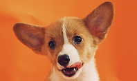 Cute Puppy Portrait on Orange Background Presentation Presentation Template