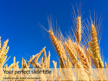 Golden Ears of Wheat Against the Blue Sky Presentation Presentation Template, Master Slide