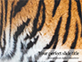 Close View of Tiger Skin Presentation slide 1