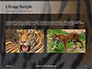 Close View of Tiger Skin Presentation slide 11