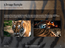 Close View of Tiger Skin Presentation slide 12