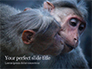 Two Gray Primates Presentation slide 1