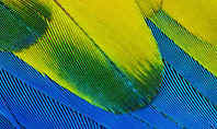 Colorful Background of Parrot Bird Feathers Presentation Presentation Template
