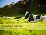 A Glorious Cow on a Green Field Presentation slide 1