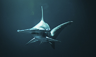 Hammerhead Shark in Deep Water Presentation Presentation Template