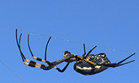 Big Garden Spider on Cobweb Presentation Presentation Template