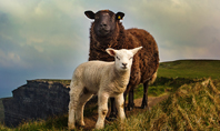 Female Sheep with Lamb Presentation Presentation Template