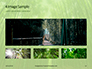 Green Bamboo Trees Presentation slide 13