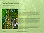 Green Bamboo Trees Presentation slide 15