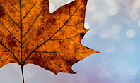 Maple Leaf on Festive Bokeh Background Presentation Presentation Template