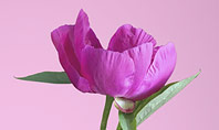 Purple Peony in Vase on Violet Background Presentation Presentation Template