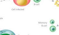 B-Cell Activation Process Diagram