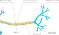 Neuron Structure Diagram