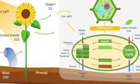 Photosynthesis Presentation Diagram