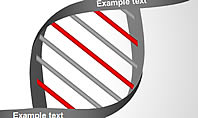 DNA Strand Diagrams