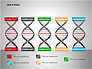 DNA Strand Diagrams slide 12