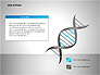 DNA Strand Diagrams slide 2
