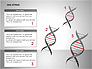 DNA Strand Diagrams slide 4