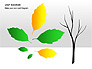 Leaf Diagrams slide 15