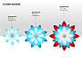 Flower Stages Diagram slide 2