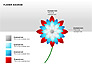 Flower Stages Diagram slide 6