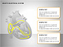 Free Heart's Electrical System slide 13