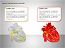 Free Heart's Electrical System slide 15