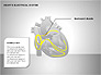 Free Heart's Electrical System slide 7