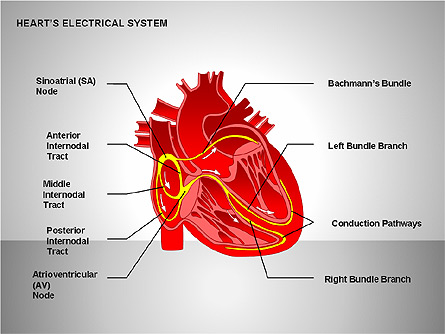 Free Heart's Electrical System Presentation Template, Master Slide