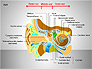 Human Ear Diagram slide 1