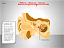 Human Ear Diagram slide 10