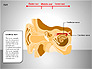 Human Ear Diagram slide 11