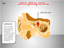 Human Ear Diagram slide 14