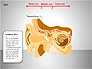 Human Ear Diagram slide 3