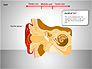 Human Ear Diagram slide 4