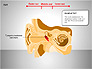 Human Ear Diagram slide 5