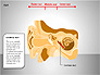 Human Ear Diagram slide 9