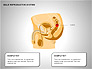Male Reproductive System slide 10